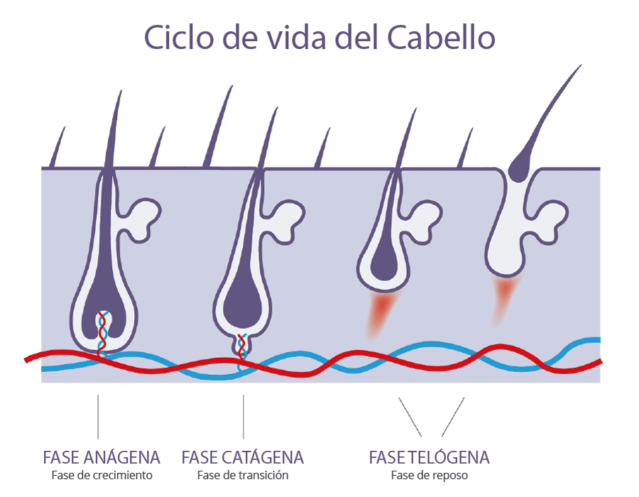 Ciclo de vida del cabello y su relación con el frizz